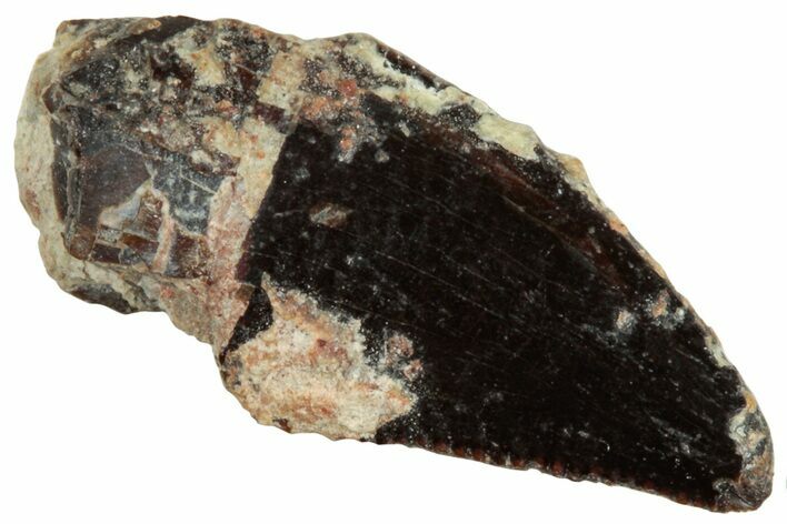 Serrated Abelisaurid Tooth - Dekkar Formation, Morocco #252283